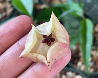 Hoya Wallichii ( 3-4 nodes ) ***often with peduncle ***