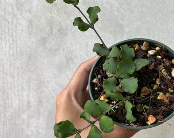 Hoya Kanyakumariana growers choice