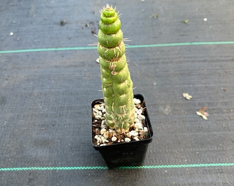 Eulychnia castanea spiralis— Very rare! — Two size options — rooted  ‘ Unicorn Cactus’