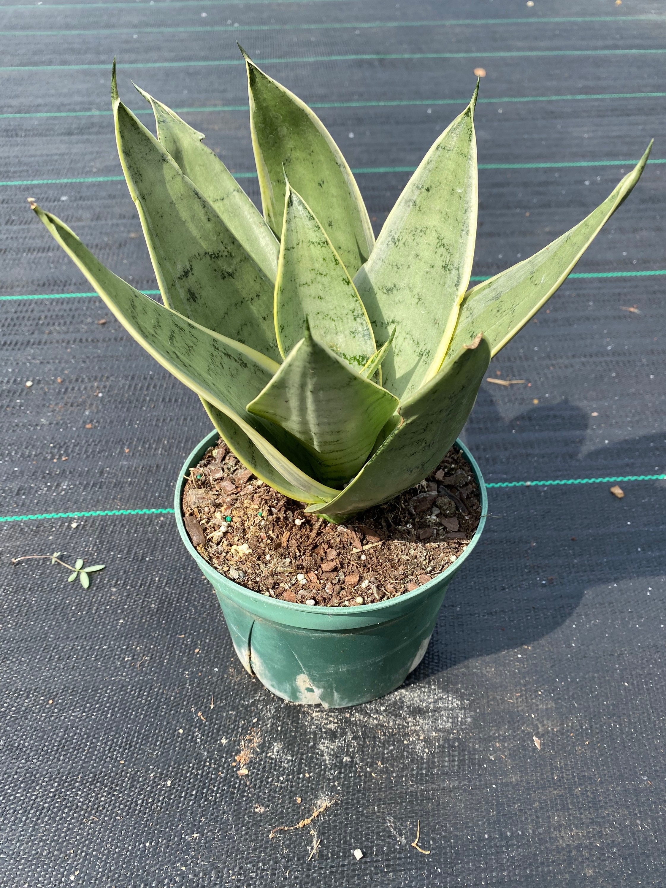 night owl sansevieria height night owl sansevieria height