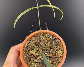 Hoya yvesrocheri aff stenophylla ( growers choice )
