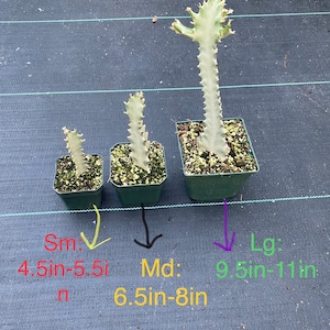 Ghost cactus ( fully rooted , 3 size options) - Euphorbia Lactea variegated