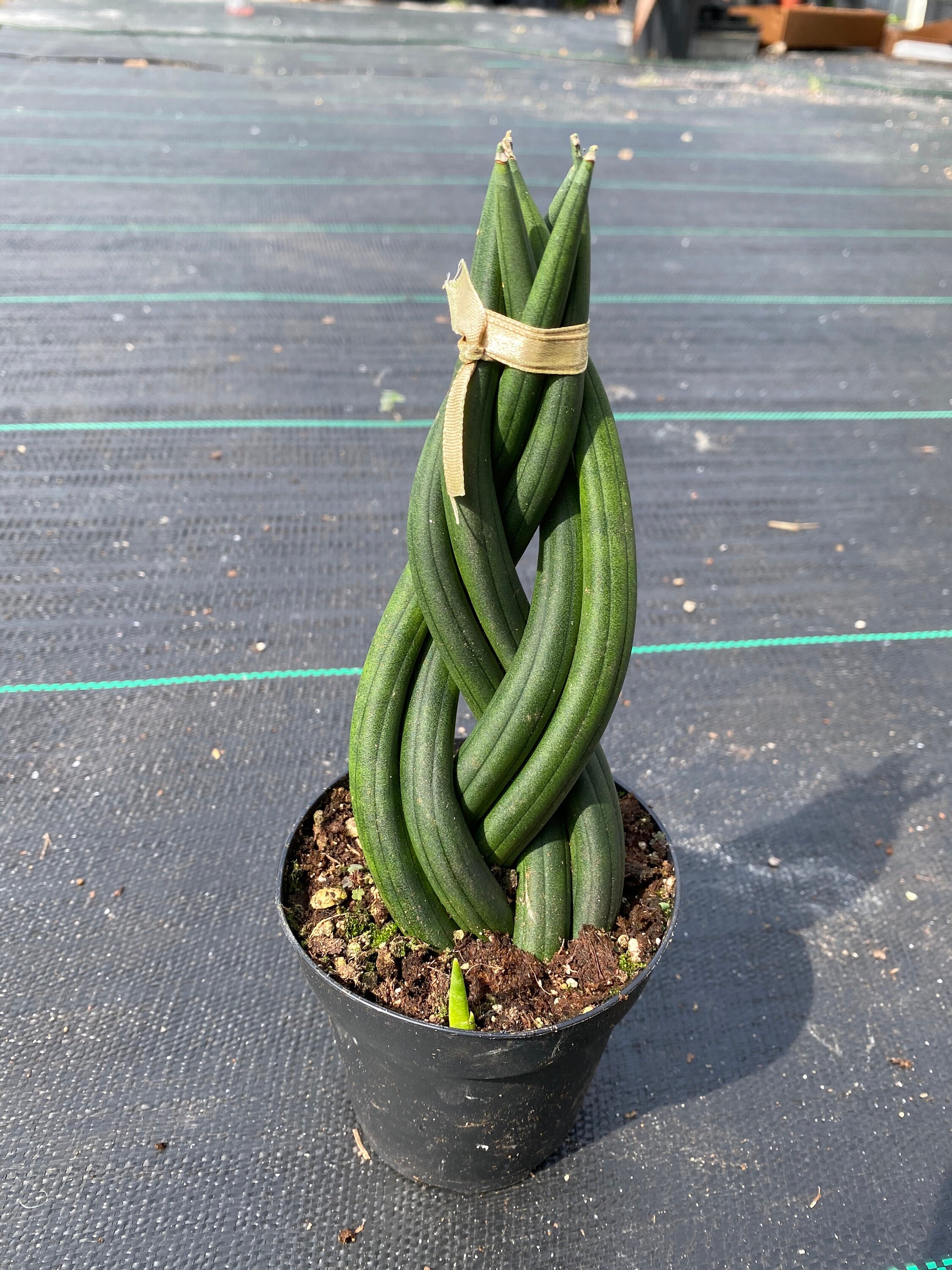 Sansevieria Cylindrica Braid Air Purifier Etsy Singapore