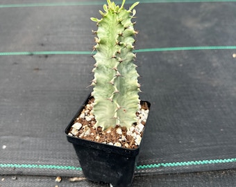 Variegated euphorbia Ammak— growers choice