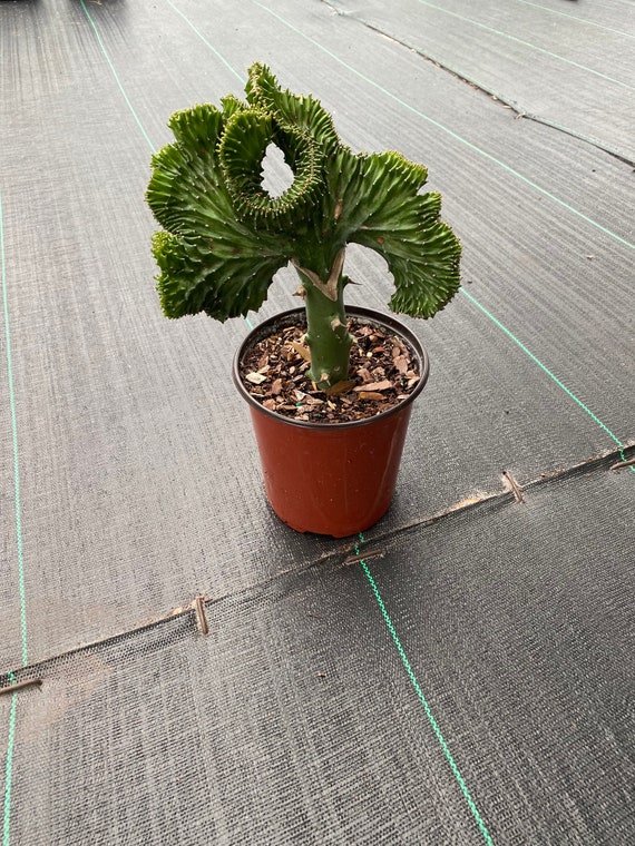 Coral Cactus Green Euphorbia Lactea Etsy