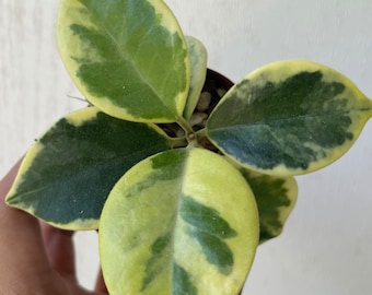 Hoya Australis Albo (fuzzy leaves)