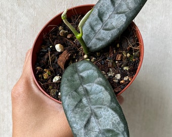 Hoya Globulosa (spoon leaf)