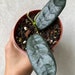 see more listings in the HOYA - Exact Plant section