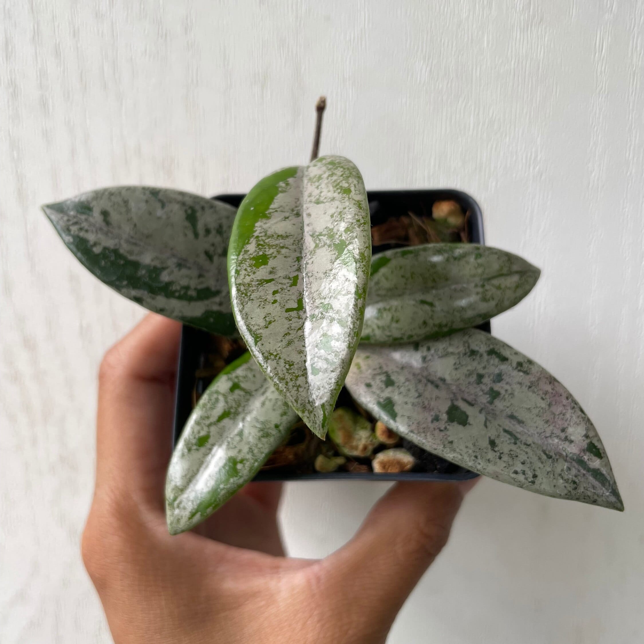 Hoya Carnosa Wilbur Graves (china) - HIGH SPLASH - Etsy