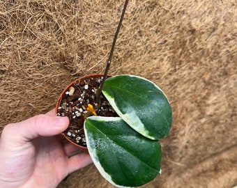 Hoya Incrassata Albo ‘Eclipse’   **growers choice **