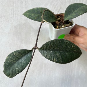 Hoya Callistophylla sp Aceh aff Gunung Gading***Exact Plant***RARE