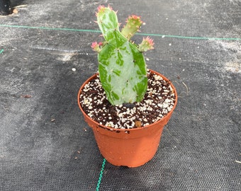 Opuntia monacantha ‘variegata/variegated’ ( large variety ) 2 rooted paddles