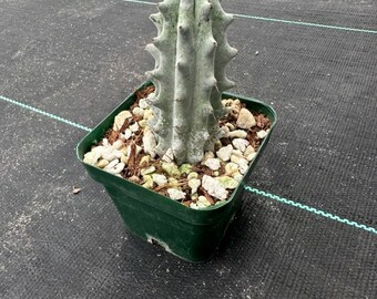 Stenocereus Beneckei — Rooted —-Very rare white cactus —- US Seller