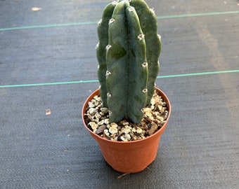 Cuddly Cactus—Cereus Jamakaru- 2 size options