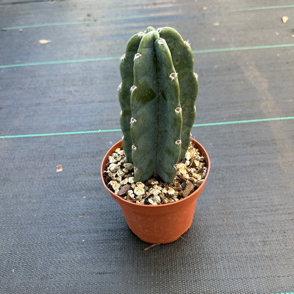 Cuddly Cactus—Cereus Jamakaru- 2 size options