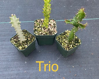 Euphorbia Trio, Duo’s  ( ghost cactus, super variegated, and twisted euphorbia ) ** Mix and match !***