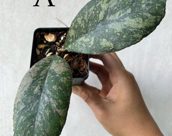 Hoya AH0001 Rare *Exact Plant*