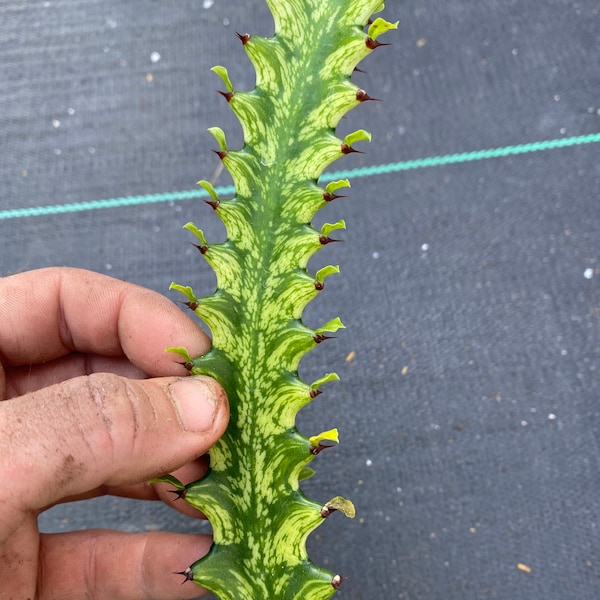 Cuttings***   Euphorbia Lactea/Lacei super variegated ( new variety)