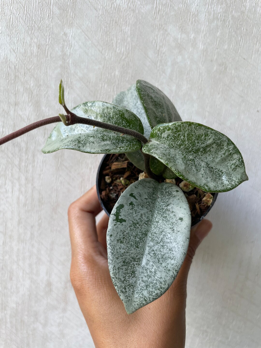 Hoya Carnosa Nova Ghost exact Plant - Etsy