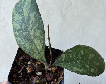 Hoya AH0001 Rare *Exact Plant*