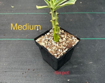 Variegated Euphorbia Nerifolia - 2 size options