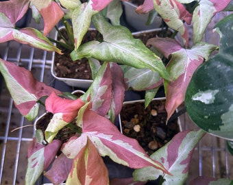 Syngonium Orm Nagpum -  growers choice- All with great color guaranteed- very rare - price drop