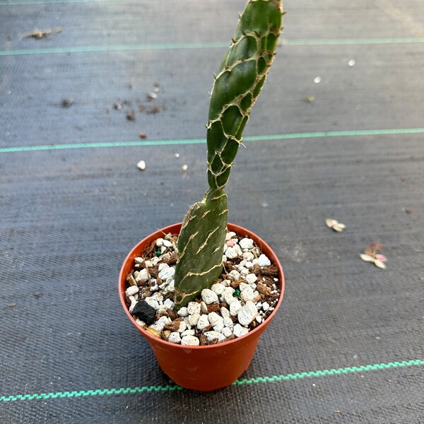 Opuntia - Etsy