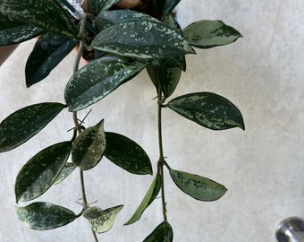 Hoya Ah074 silver— long with good silver — growers choice