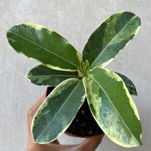 Variegated Madagascar Jasmine ( Stephanotis Floribunda Variegated) - ( US  Seller ) - Etsy Canada