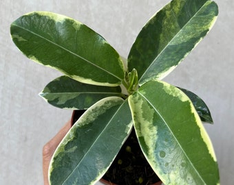 Variegated Madagascar Jasmine ( stephanotis floribunda variegated) - ( US seller )