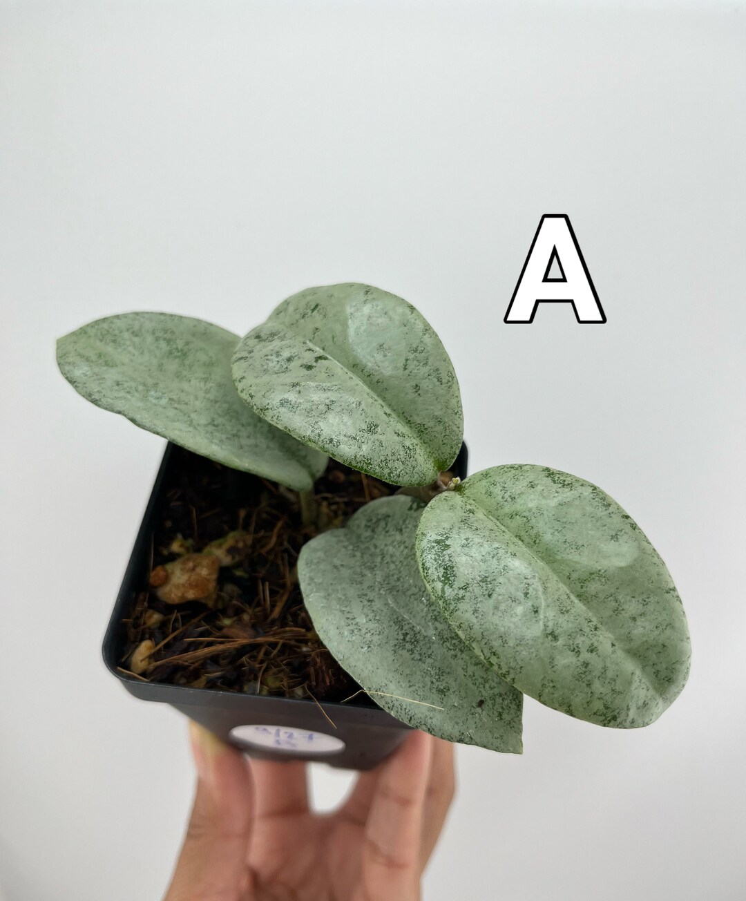 Hoya Carnosa Nova Ghost exact Plant - Etsy