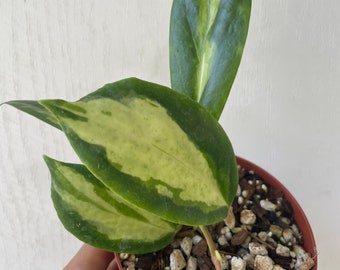 Hoya Incrassata Moonshadow