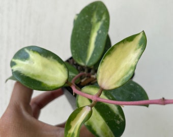 Hoya Verticillata (Acuta) Variegated