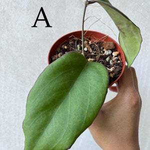 Hoya AH073 ***Exact Plant***