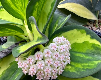 Pachyclada Inner variegated — fully rooted , shipped with soil —-2 size options — growers choice—US Grower