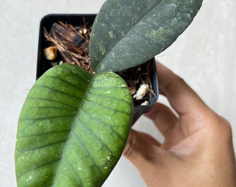 Hoya Callistophylla sp Aceh aff Gunung Gading***Exact Plant***RARE