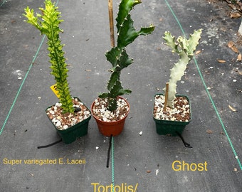 Large Euphorbia Trio, Duo’s  ( ghost cactus, super variegated, and twisted euphorbia ) ** Mix and match !*** price drop !