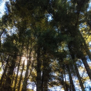 May include: A view from below of a dense forest canopy with tall, slender trees reaching up towards the sky. The sun shines through the leaves, creating a dappled pattern of light and shadow on the forest floor.