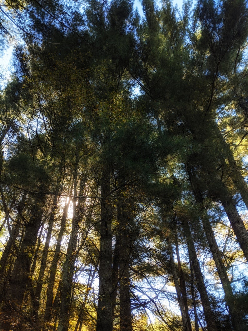 May include: A view from below of a dense forest canopy with tall, slender trees reaching up towards the sky. The sun shines through the leaves, creating a dappled pattern of light and shadow on the forest floor.