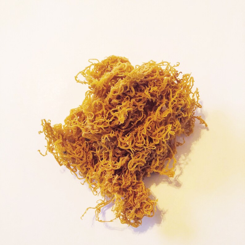 Dried Sea Moss 1 lb Etsy