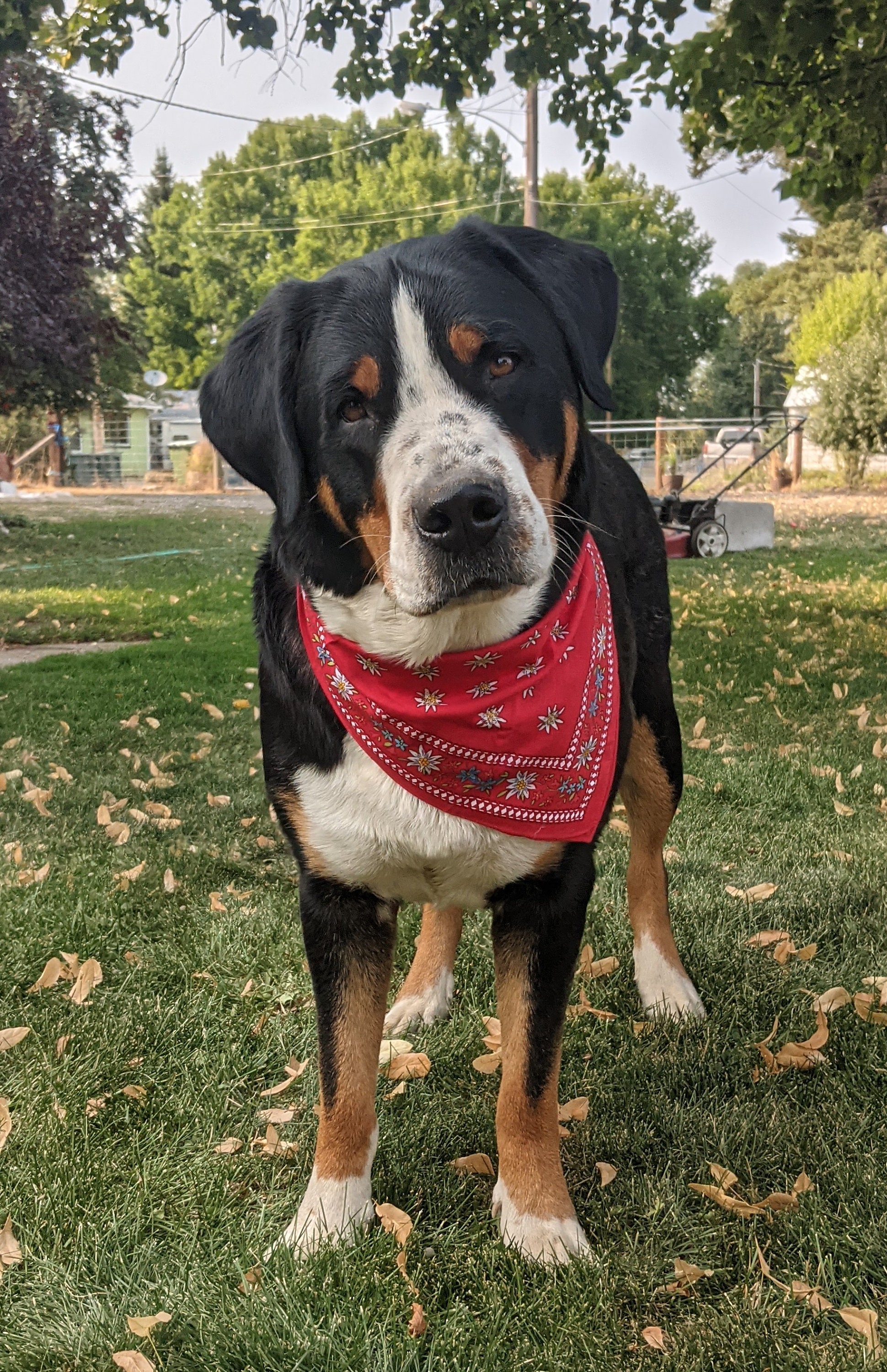 Schweizer Edelwei Halstuch, Groschweizer Sennenhund, Berner Sennenhund -  Etsy.de