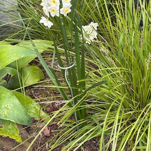 May include: A close-up of white daffodils with yellow centers, set amongst long green grass and foliage. A silver metal plant support is in the center of the image. The scene is set outdoors in a garden, with natural light.