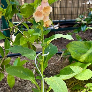 May include: A tall foxglove plant with tubular, peach-coloured flowers featuring speckled interiors. The plant has green, textured, oval-shaped leaves and is supported by a silver-coloured metal spiral stake that wraps around the central stem.
