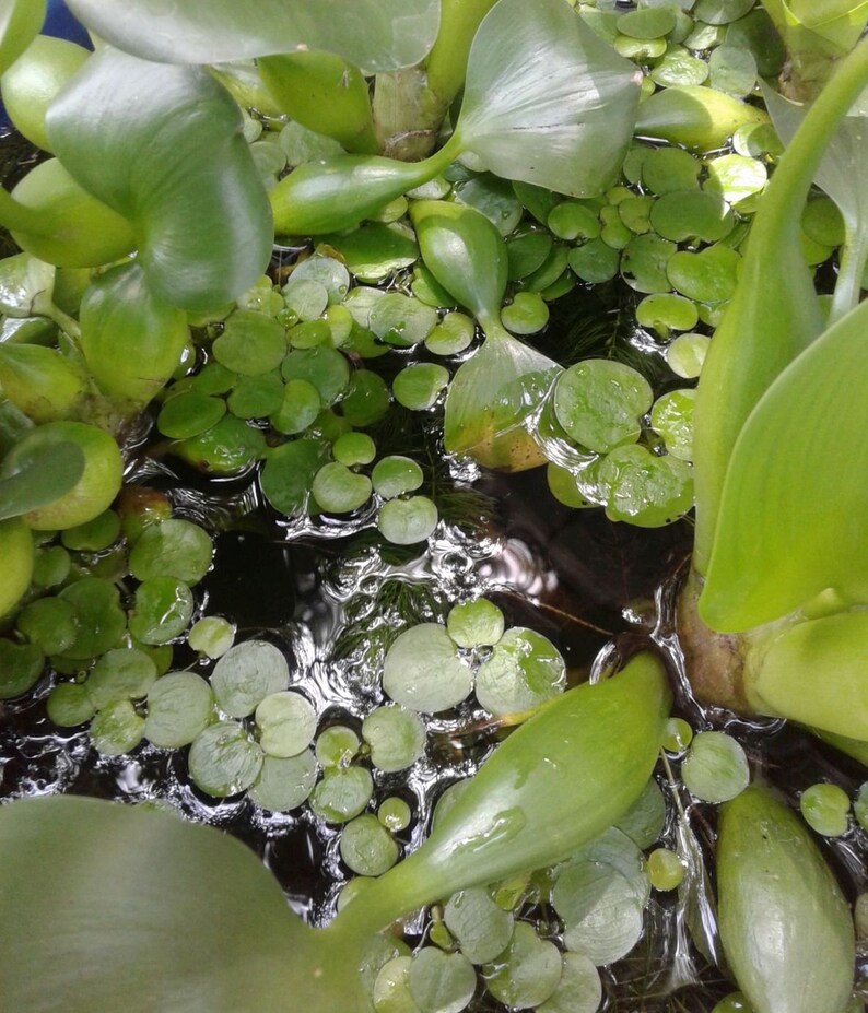 Aquatic Plants Live Aquarium/Aquatic/Pond/Floating Plant