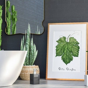 Stampa di acquerello botanico foglia di vite, botanic watercolor leaf plant illustration