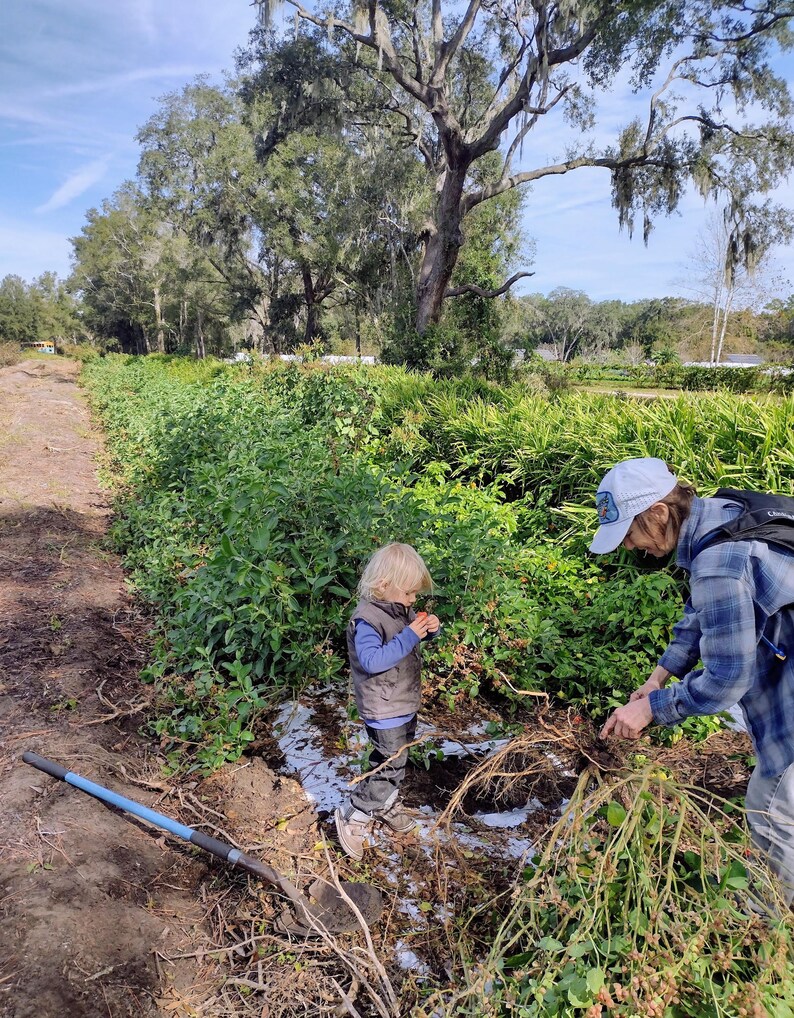 Puede incluir: Escena soleada al aire libre que muestra a una persona y un ni&ntilde;o en un jard&iacute;n. La persona, con camisa a cuadros y sombrero, cuida las plantas. El ni&ntilde;o, con chaleco, est&aacute; cerca. Plantas verdes y una pala con mango azul en primer plano.