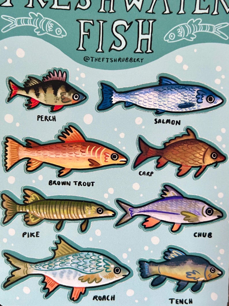 Freshwater Fish A6 Sticker Sheet - Etsy