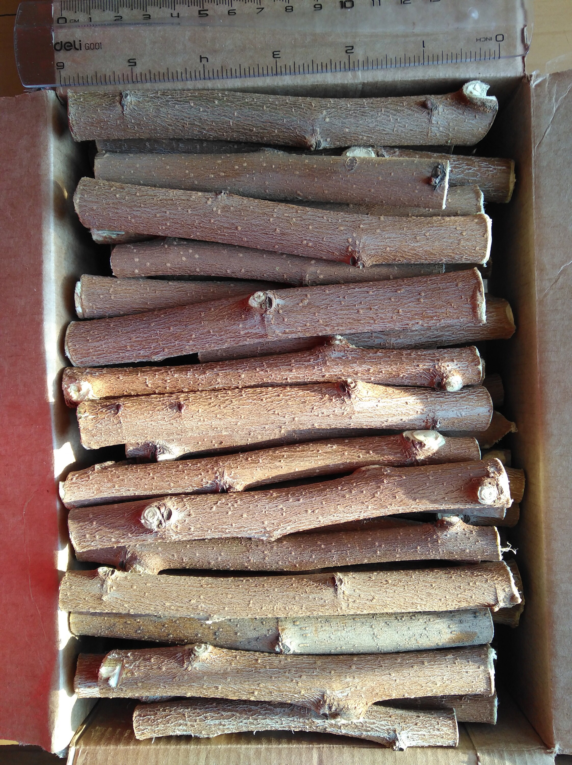 2 lbs Mulberry Wood Chewing Sticks & Twigs For Rabbits Etsy