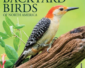 Backyard Birds 2026 7" x 7" Mini Wall Calendar