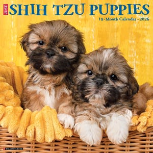 Shih Tzu Puppies 2026 12&quot; x 12&quot; Wall Calendar